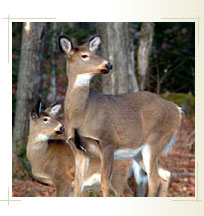 Slideshow Image 2
